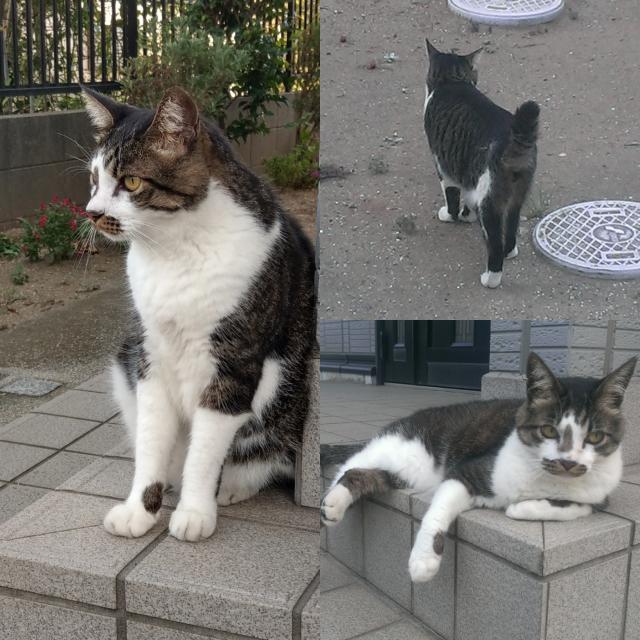 クロ