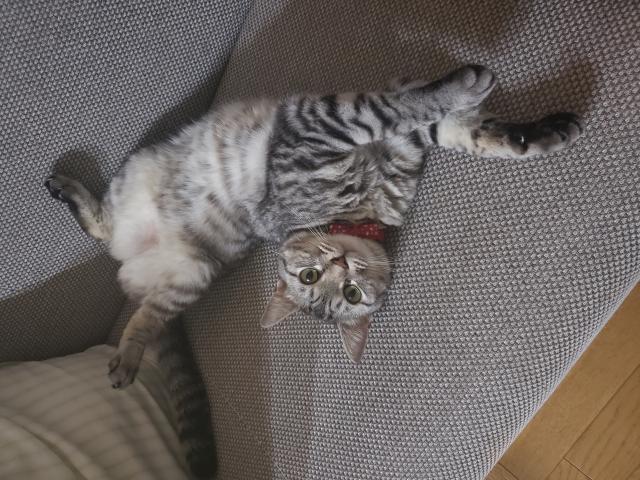 りん