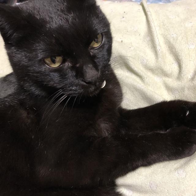 かー君
