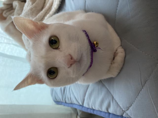 おと