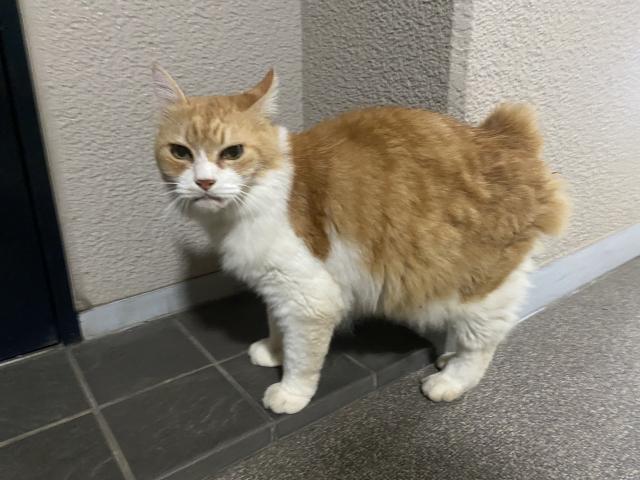 ぽめ
