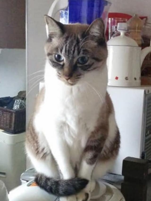 タロー