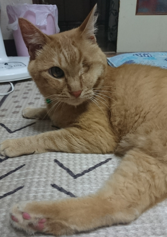 みーたん