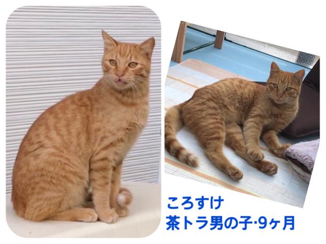 ころすけ