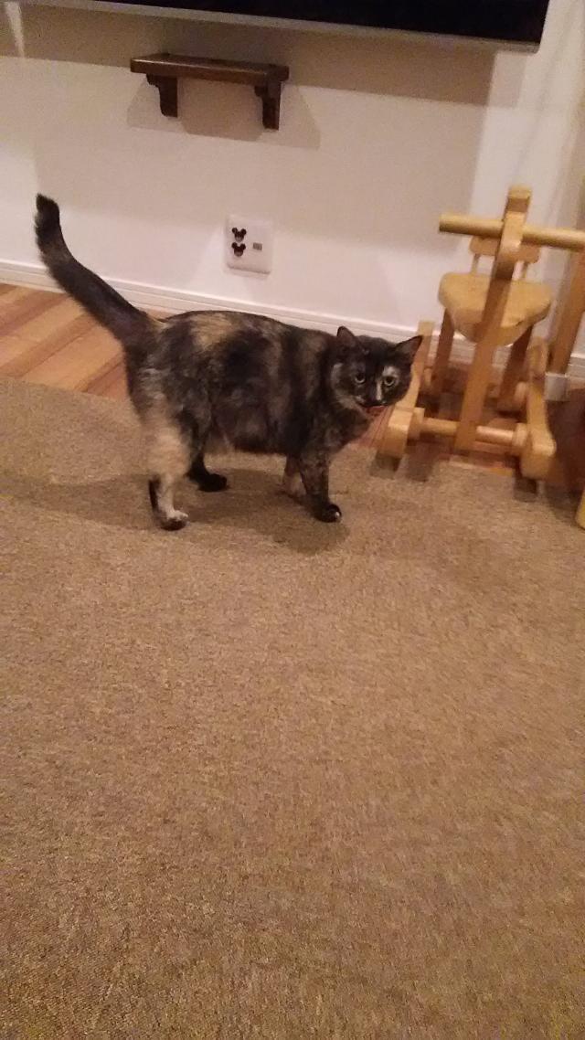 クウ