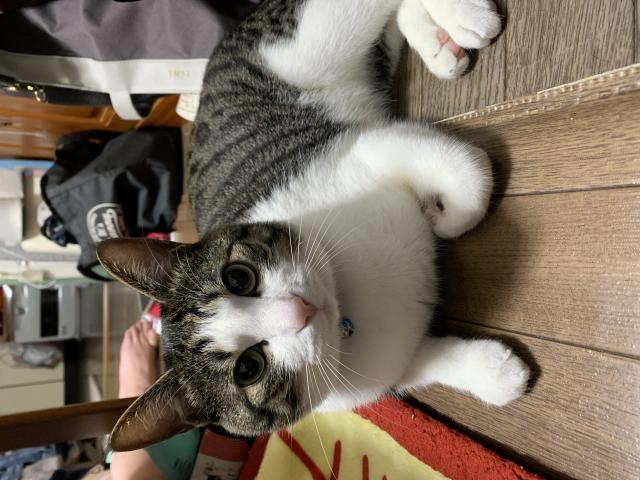 きゅー