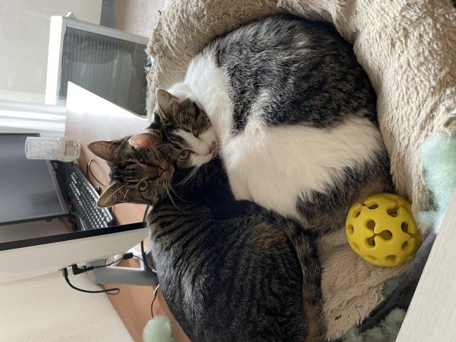 うた