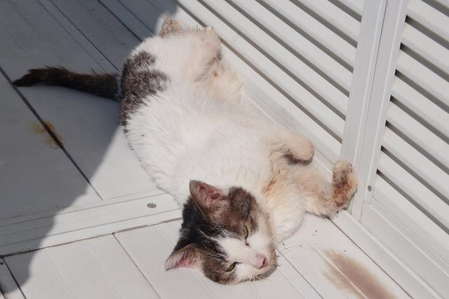 シロ