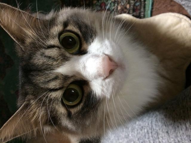 モモ