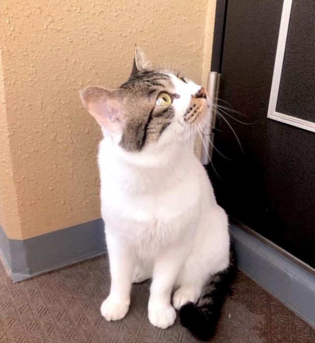メロン