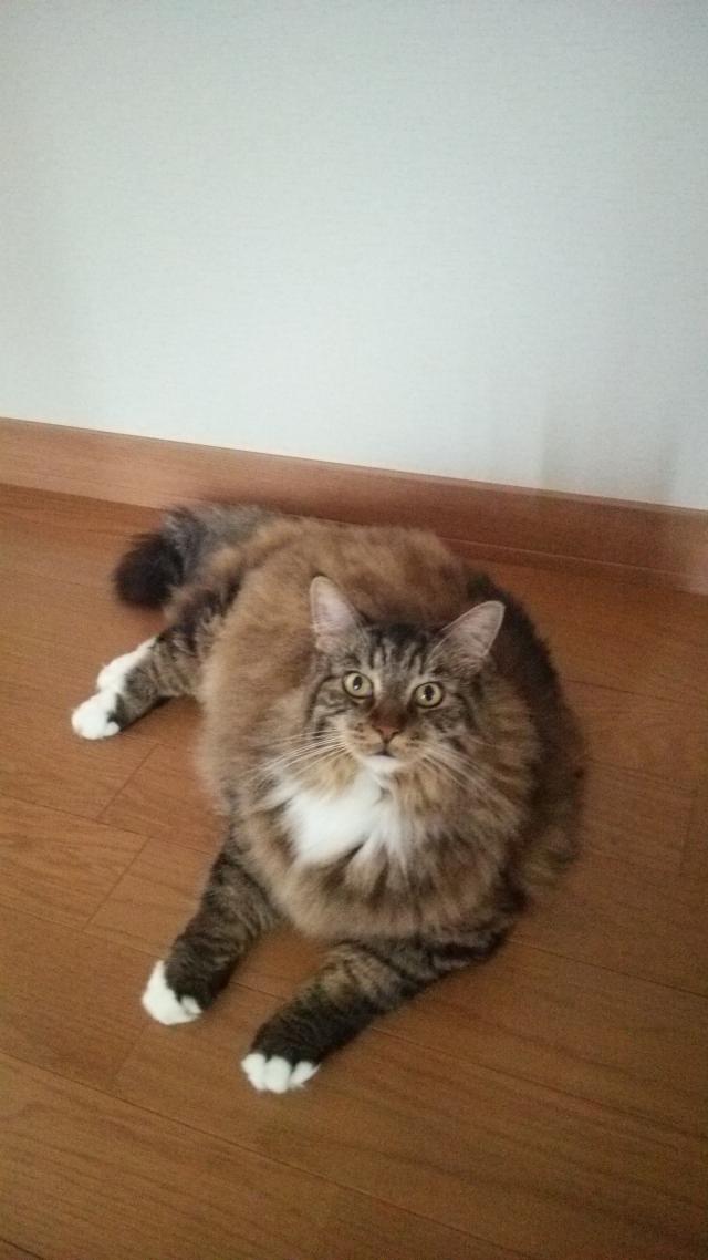 たいが