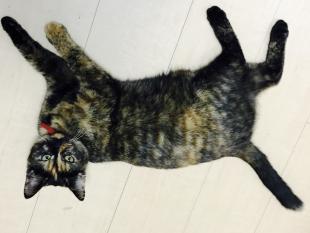 ピーナッツ