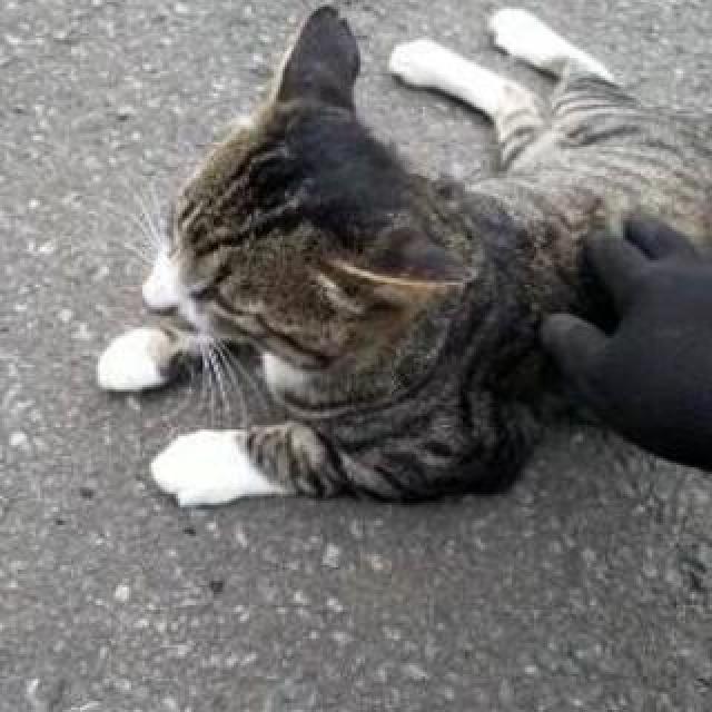 にゃん