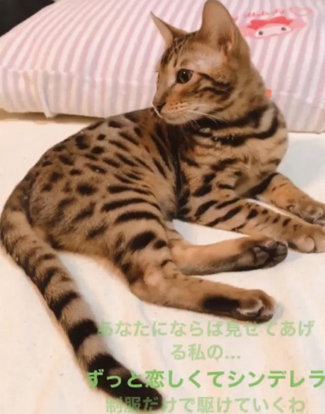 景虎(かげとら)