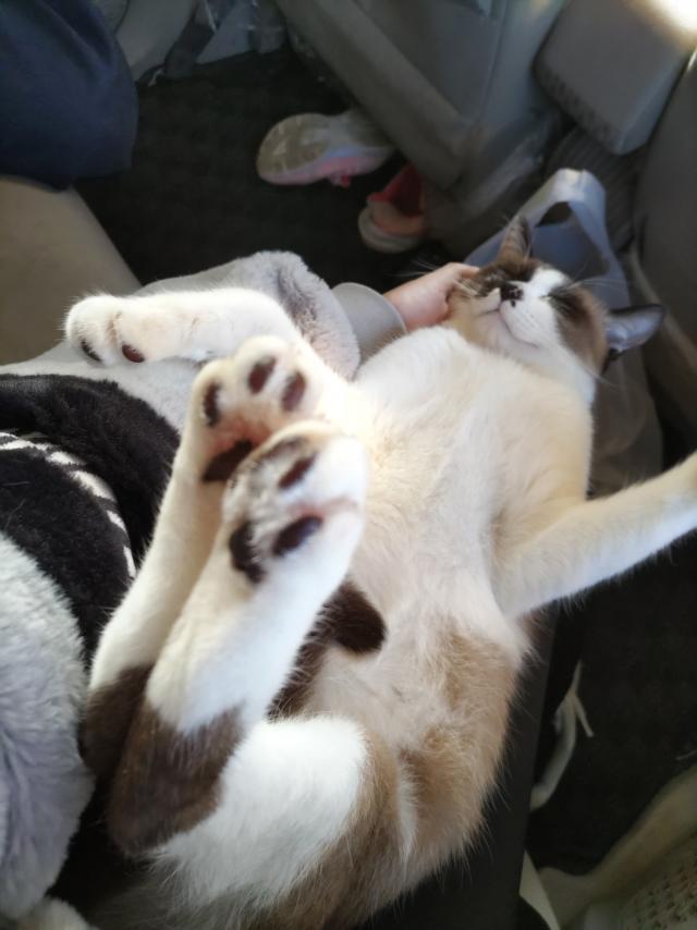 あゆこ
