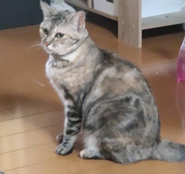 ミキ