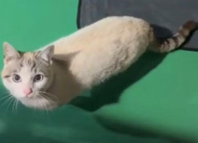 みーた