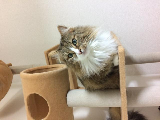 ちゃこ