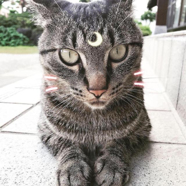 おくら