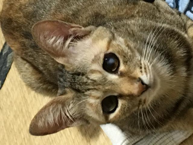 みーすけ