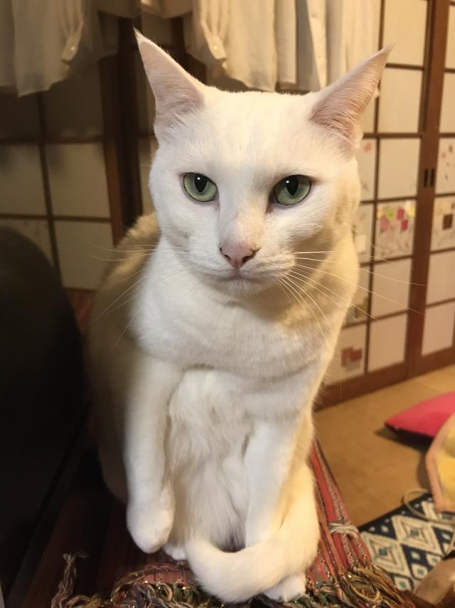 ココ