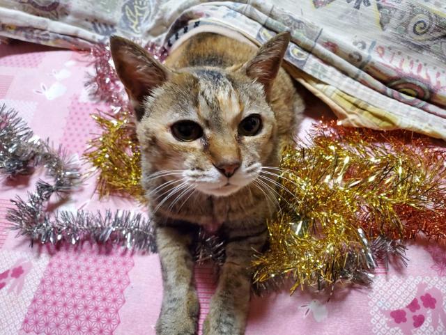 びび