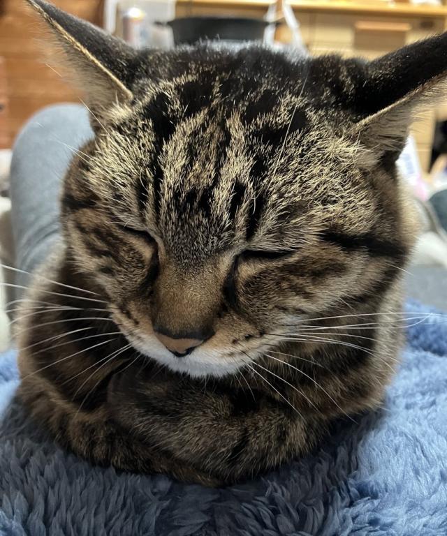 まよ