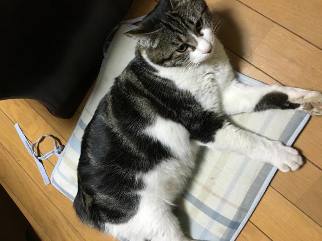 チビ