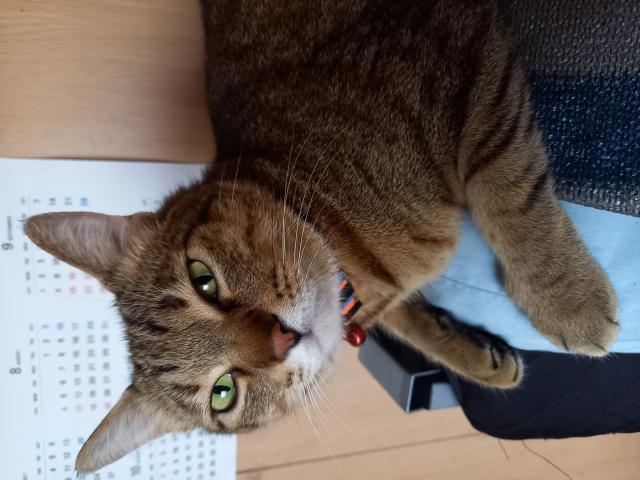 翔琉