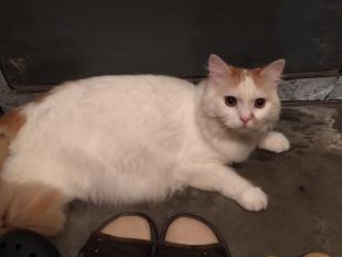 しゅん