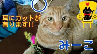 みーこ