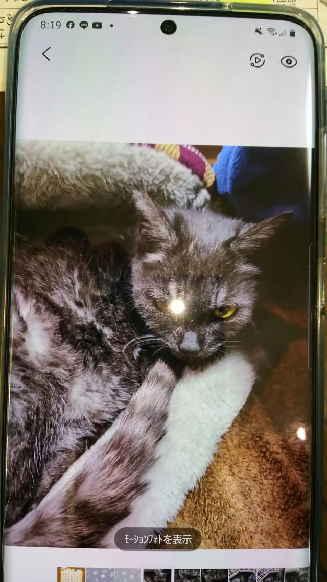ちょこ