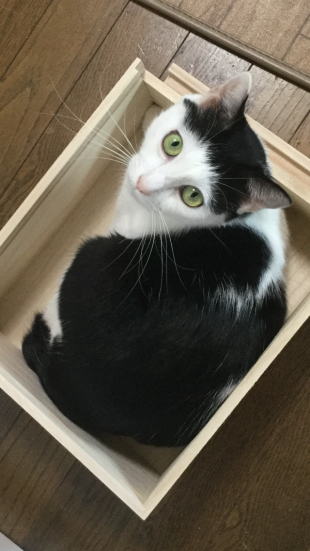 ぱっつん