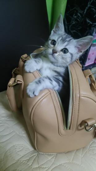 ハル