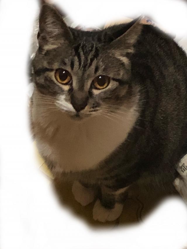 しらゆき
