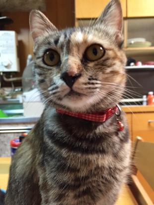 まつり