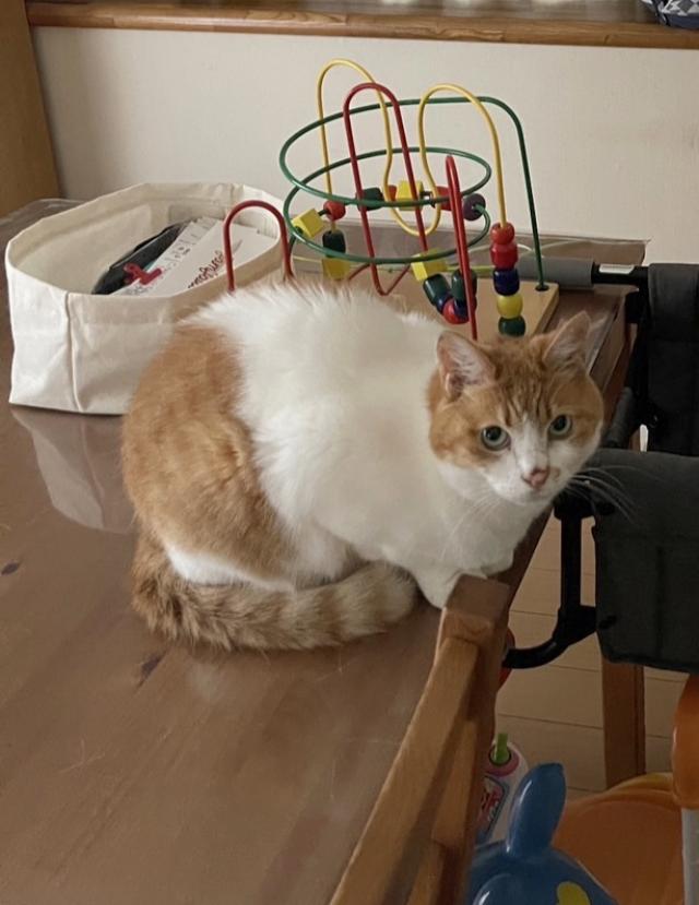 ニー