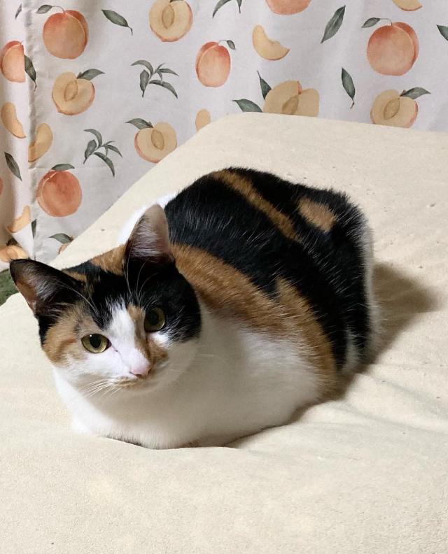 ミク