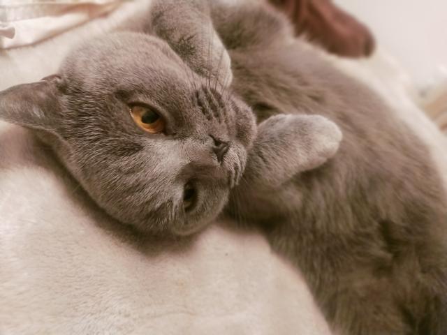 あらん
