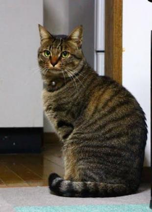 ひまわり