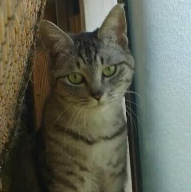アヌ