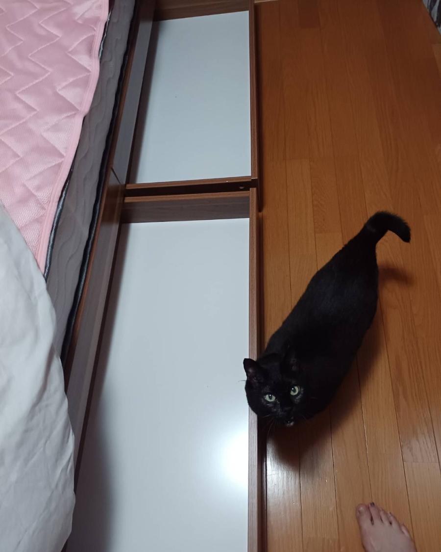 ダイ