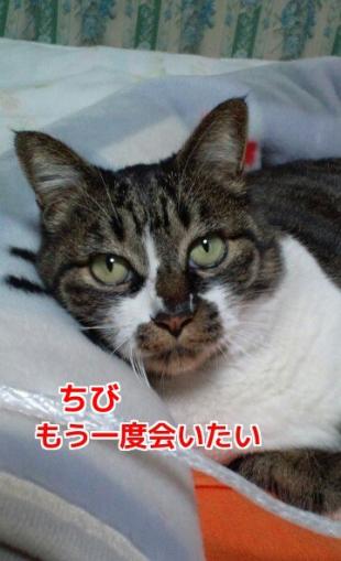 ちび