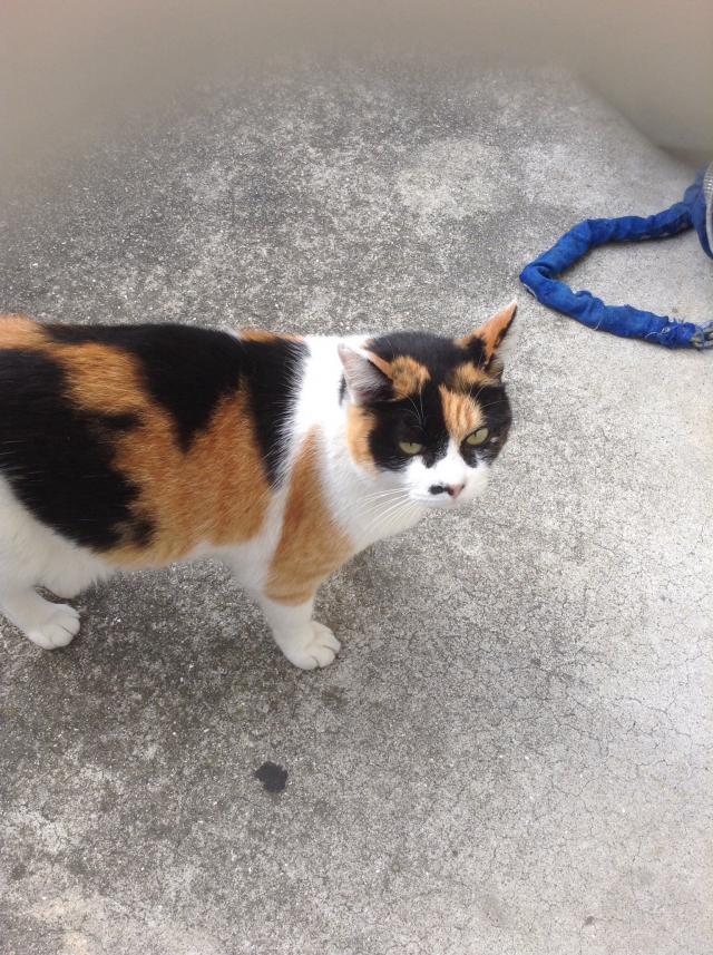 おねえちゃん