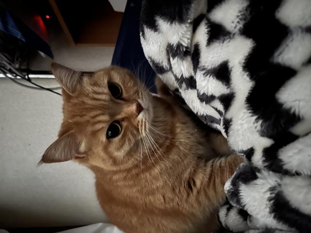 コロン
