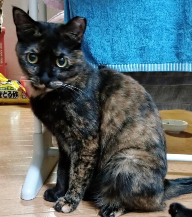 ゆず