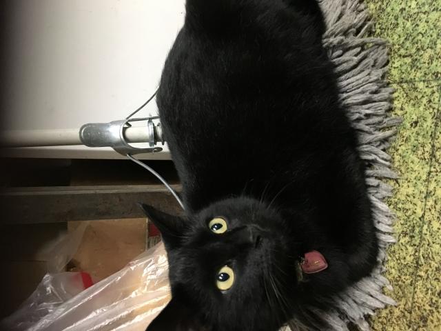 クロちゃん