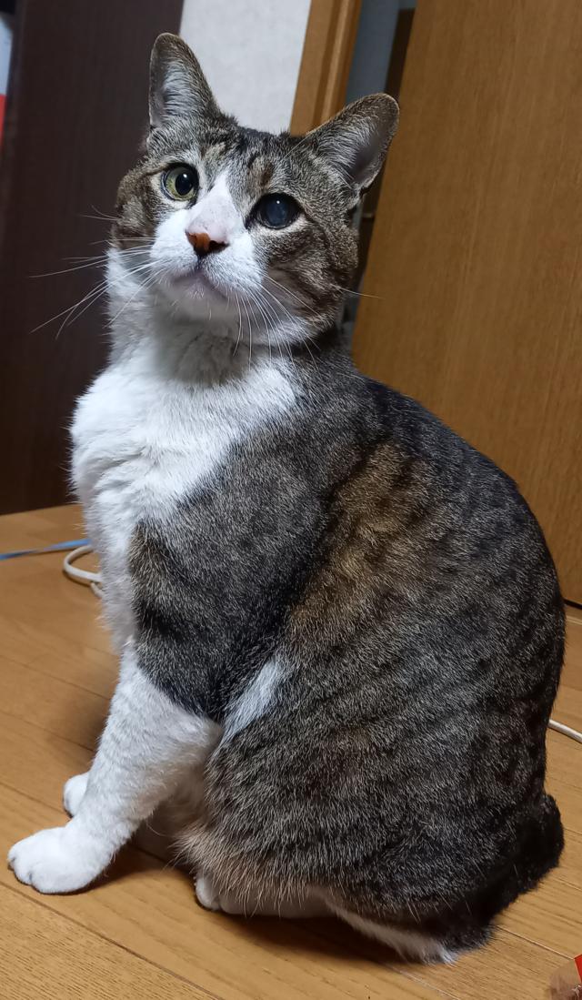 タッド