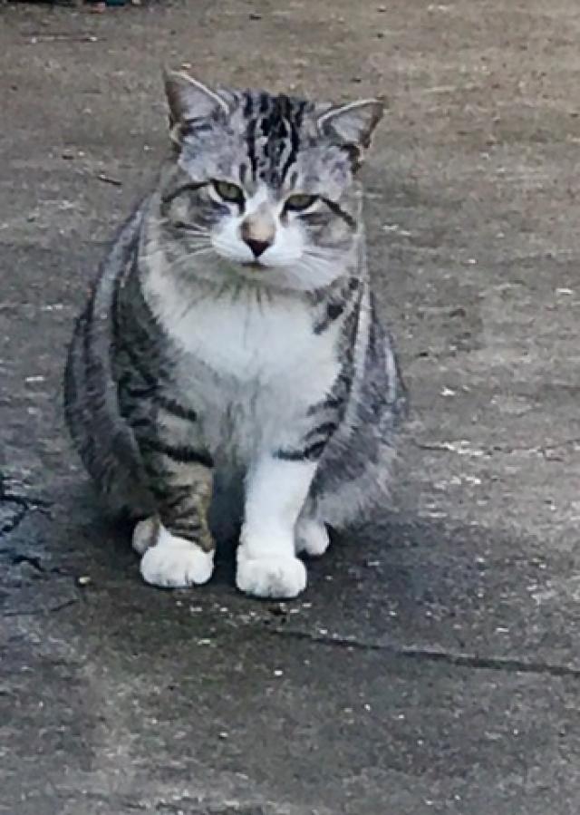 猫ちゃん