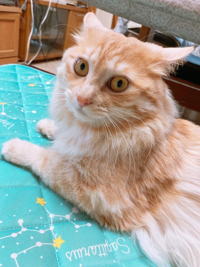 ホイップ(ボクと呼んでいました)